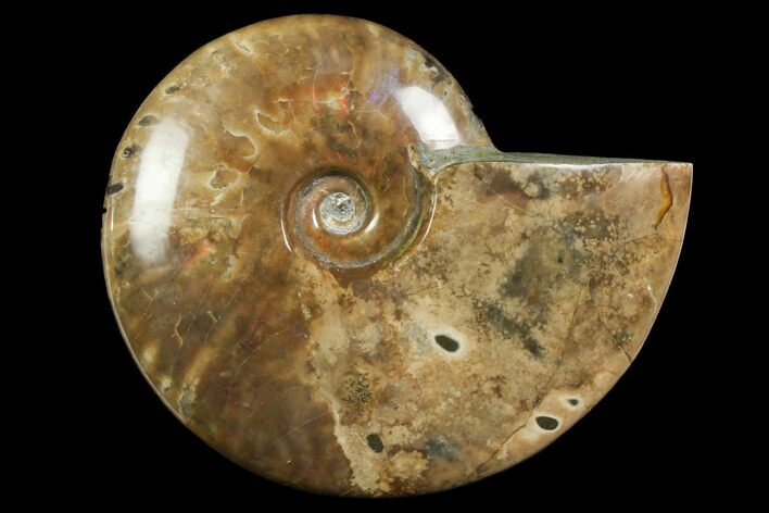 Polished Ammonite Fossil - Madagascar #166684